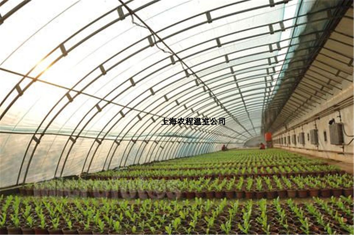 上海四川寡妇搡BBB爽爽爽